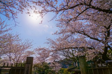 Kiraz ağacı ve mavi gökyüzü (Yokohama Sankei Bahçesi)