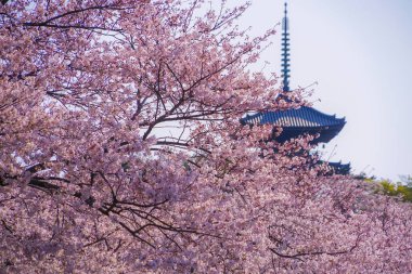 Kiraz çiçekleri ve Japon bahçesiyle dolu.