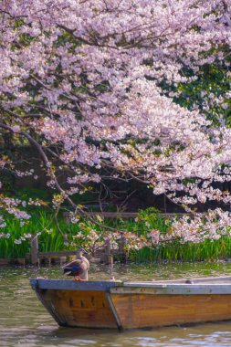 Kiraz çiçekleri ve Japon bahçesiyle dolu.