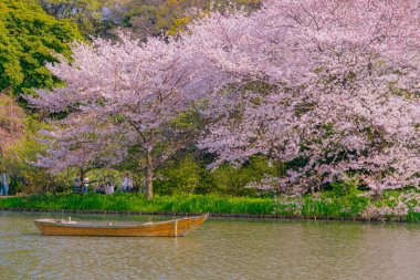 Kiraz çiçekleri ve Japon bahçesiyle dolu.