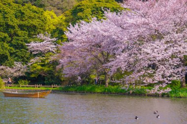 Kiraz çiçekleri ve Japon bahçesiyle dolu.
