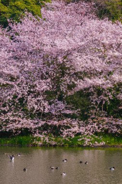 Kiraz çiçekleri ve Japon bahçesiyle dolu.