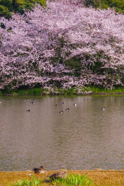 Kiraz çiçekleri ve Japon bahçesiyle dolu.