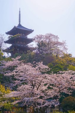 Kiraz çiçekleri ve Japon bahçesiyle dolu.