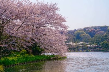 Kiraz çiçekleri ve Japon bahçesiyle dolu.