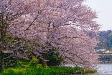 Kiraz çiçekleri ve Japon bahçesiyle dolu.