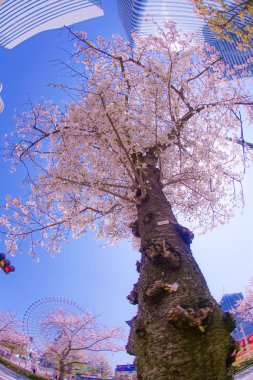 Sakura ve Yokohama Minato Mirai 'nin çiçeklenmiş çatıları.