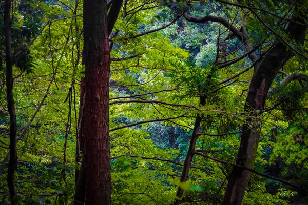 Изображение Леса Лесного Парка Ямато Идзуми — стоковое фото