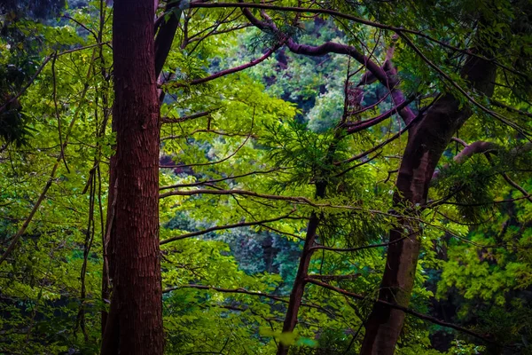 Immagine Della Foresta Del Parco Forestale Yamato Shi Izumi — Foto Stock