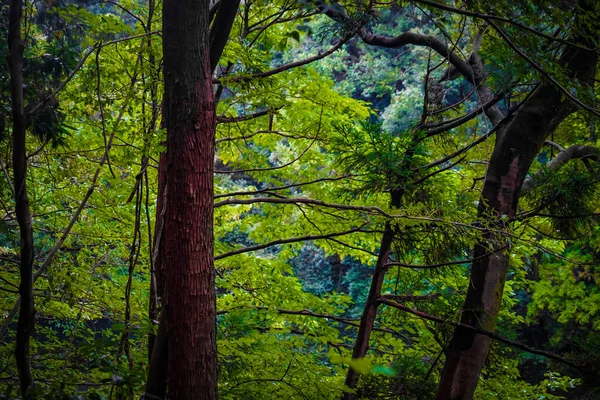 Bild Des Waldes Des Waldparks Von Yamato Shi Izumi — Stockfoto