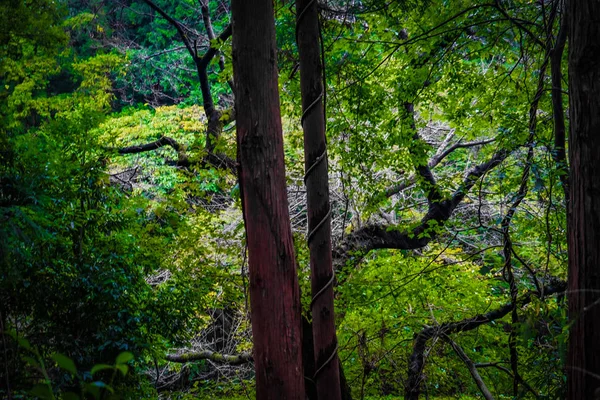 Obraz Lasu Parku Leśnego Yamato Shi Izumi — Zdjęcie stockowe