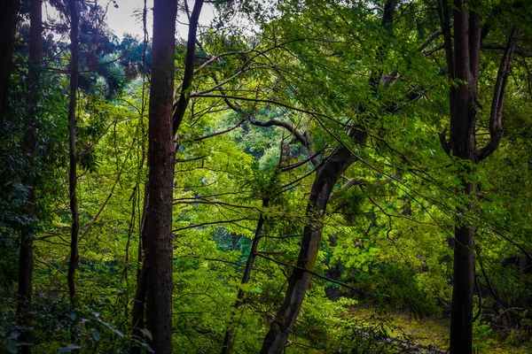 Imagen Del Bosque Del Parque Forestal Yamato Shi Izumi — Foto de Stock