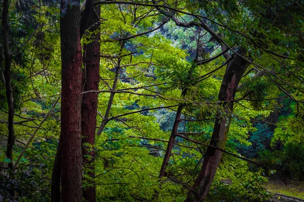 Immagine Della Foresta Del Parco Forestale Yamato Shi Izumi — Foto Stock