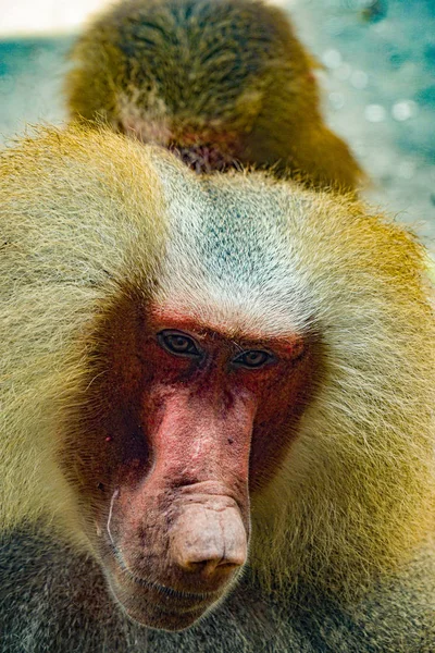Afbeelding Van Bavianen Van Singapore Zoo — Stockfoto