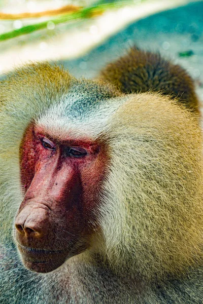 Afbeelding Van Bavianen Van Singapore Zoo — Stockfoto