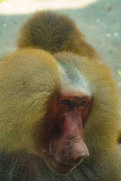 Afbeelding Van Bavianen Van Singapore Zoo — Stockfoto