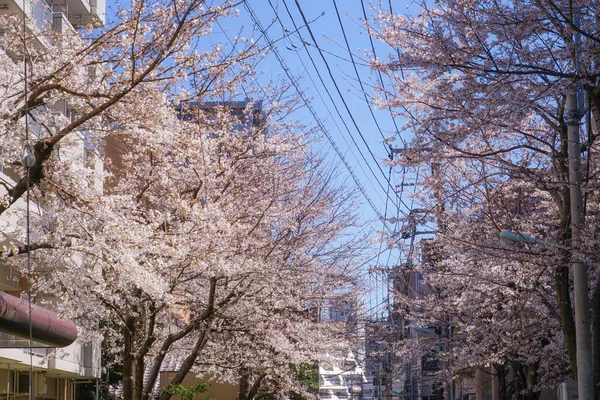 메트로폴리탄 근처에 벚나무 — 스톡 사진