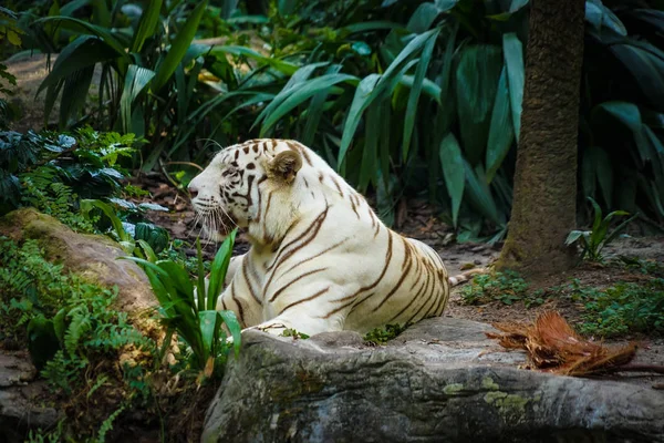 White Tiger Nestled Jungle — Stock Photo, Image