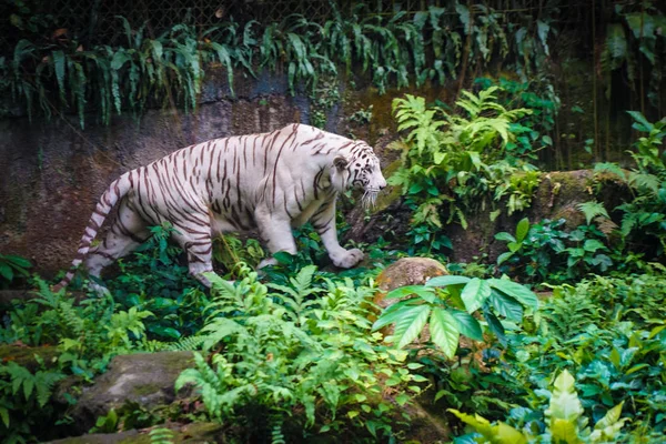 Tigre Blanc Niché Dans Jungle — Photo