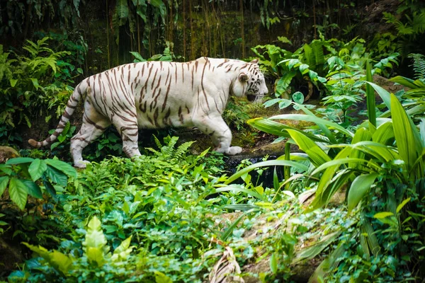 Weißer Tiger Dschungel — Stockfoto