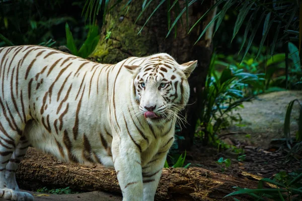 Weißer Tiger Dschungel — Stockfoto