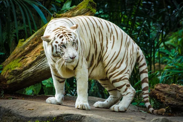 Tigre Branco Aninhado Selva — Fotografia de Stock