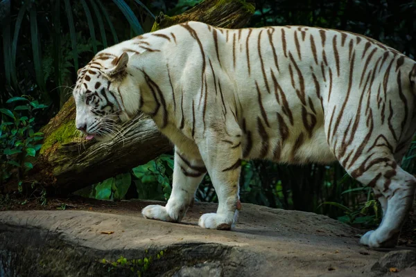 Weißer Tiger Dschungel — Stockfoto
