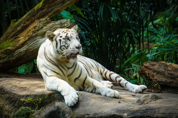 Tigre Branco Aninhado Selva — Fotografia de Stock