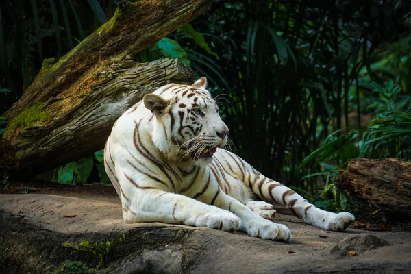 Tigre Blanco Enclavado Selva — Foto de Stock