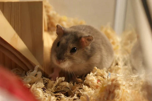 Cute Djungarian Hamster Image Sprue Sapphire — ストック写真