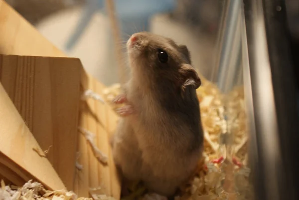 Söt Djungarian Hamster Image Sprue Safir — Stockfoto