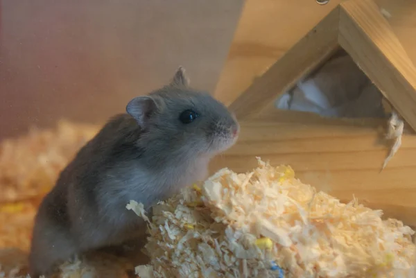 Χαριτωμένο Djungarian Hamster Εικόνα Sprue Ζαφείρι — Φωτογραφία Αρχείου