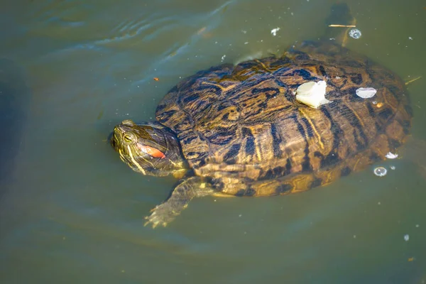 Зелена Черепаха Плаваючий Ставок Вишневі Пелюстки — стокове фото