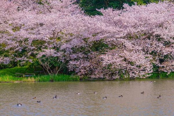 Floración Completa Flores Cerezo Jardín Japonés — Foto de Stock