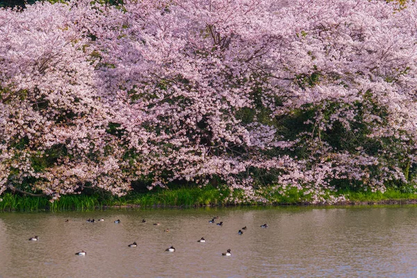 Pleine Floraison Fleurs Cerisiers Jardin Japonais — Photo