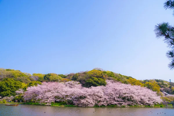 Pleine Floraison Fleurs Cerisiers Jardin Japonais — Photo
