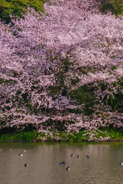 Pleine Floraison Fleurs Cerisiers Jardin Japonais — Photo