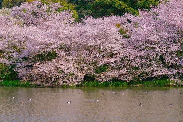 Kwitną Kwiaty Wiśni Japoński Ogród — Zdjęcie stockowe