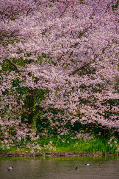 Повний Цвіт Вишневого Цвіту Японський Сад — стокове фото