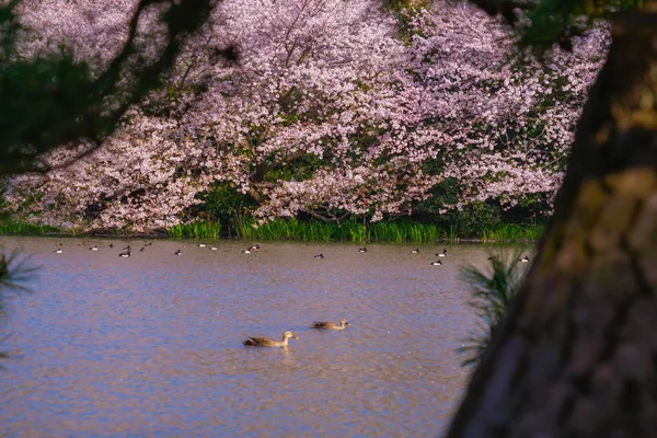 Pleine Floraison Fleurs Cerisiers Jardin Japonais — Photo