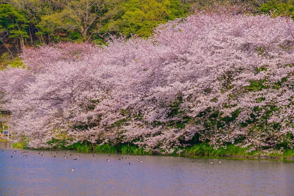 Pleine Floraison Fleurs Cerisiers Jardin Japonais — Photo