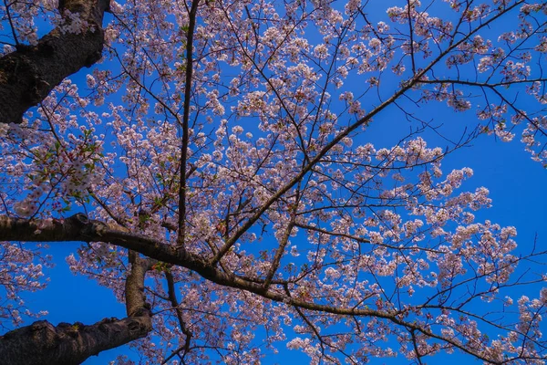Full Bloom Cherry Blossoms Japanese Garden — Stock Photo, Image