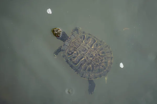 Grøn Skildpadde Svømning Dam Kirsebær Kronblade Flydende - Stock-foto