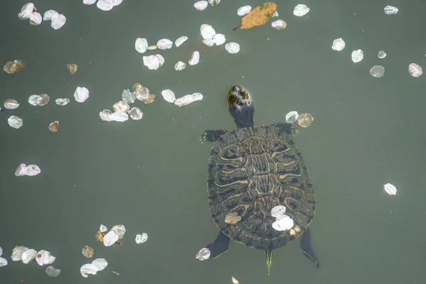 Зелена Черепаха Плаваючий Ставок Вишневі Пелюстки — стокове фото
