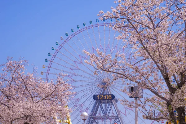 Sakura Yokohama Minato Mirai Tejados Plena Floración —  Fotos de Stock