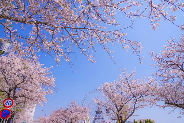 Sakura Yokohama Minato Mirai Telhados Flor Cheia — Fotografia de Stock