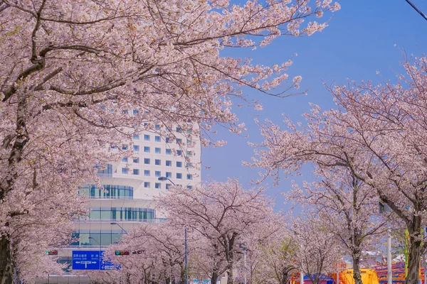 Sakura Και Yokohama Minato Mirai Στέγες Πλήρη Άνθιση — Φωτογραφία Αρχείου