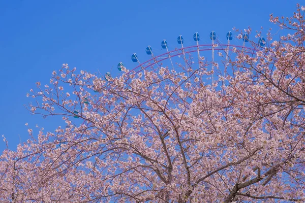 Sakura Yokohama Minato Mirai Rooftops Full Bloom — Stock Photo, Image