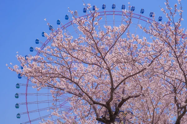 Sakura Yokohama Minato Mirai Daken Van Volle Bloei — Stockfoto