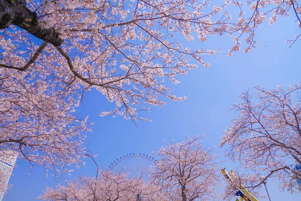 Toits Sakura Yokohama Minato Mirai Pleine Floraison — Photo